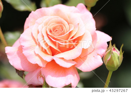 薔薇 薔薇 43297267