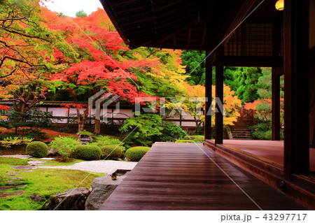 泉涌寺（京都市　東山区）御座所庭園の紅葉 43297717