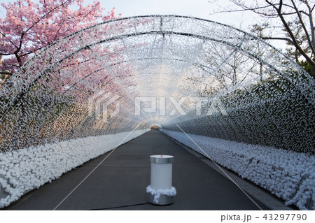 Nabana No Sato Spring Illumination. 43297790