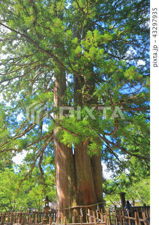 戸隠神社中社の三本杉 43297935