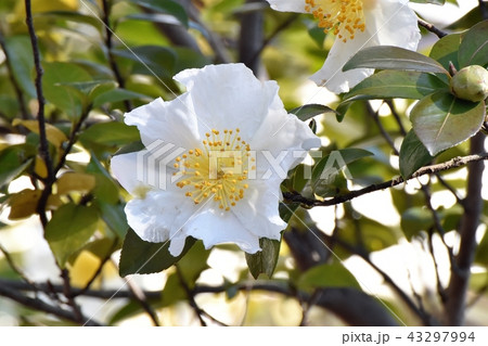三鷹中原に咲く白いサザンカ 43297994