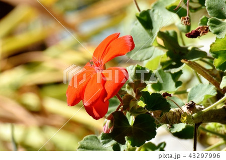 三鷹中原に咲くオレンジのゼラニウム 三鷹中原に咲くオレンジのゼラニウム 43297996
