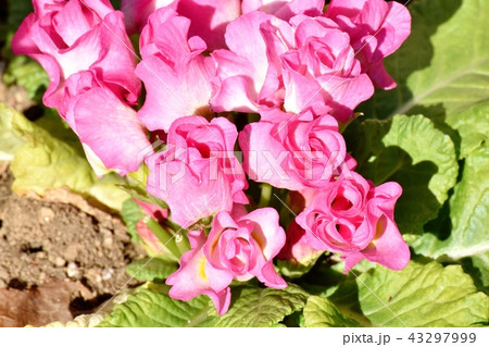 三鷹中原に咲くピンクのバラ咲きプリムラジュリアン 三鷹中原に咲くピンクのバラ咲きプリムラジュリアン 43297999