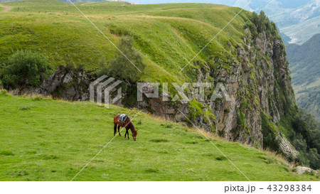 Horses in the mountain.  43298384