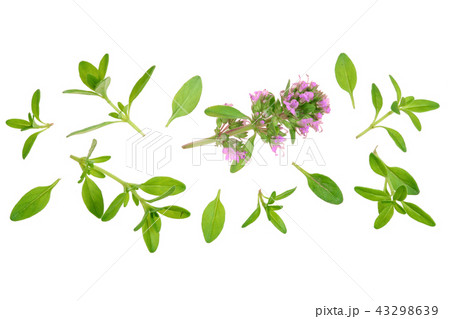 Fresh thyme spice isolated on white background with copy space for your text. Top view. Flat lay 43298639