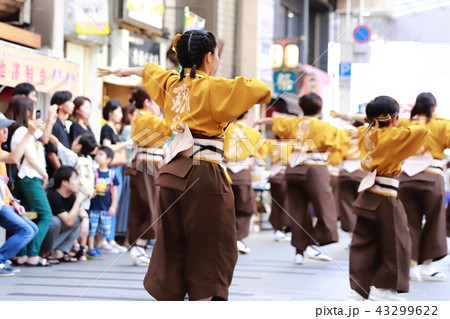 よさこい 43299622