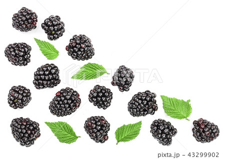 Fresh blackberry with leaves isolated on white background with copy space for your text. Top view Fresh blackberry with leaves isolated on white background with copy space for your text. Top view 43299902