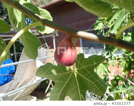 イチジク 43301377