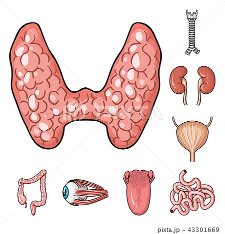 Human organs cartoon icons in set collection for design. Anatomy and internal organs vector symbol Human organs cartoon icons in set collection for design. Anatomy and internal organs vector symbol 43301669