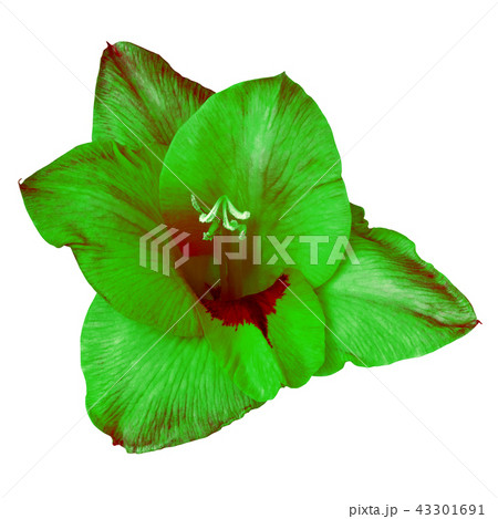 flower green red gladiolus isolated on white flower green red gladiolus isolated on white 43301691