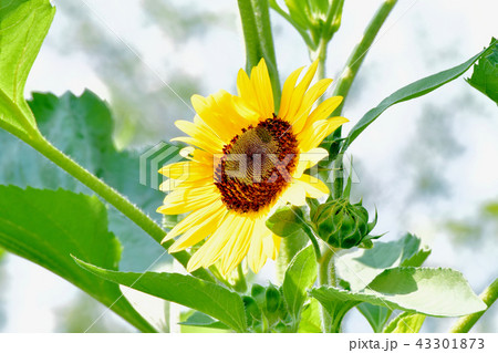 三鷹中原に咲くヒマワリ 三鷹中原に咲くヒマワリ 43301873