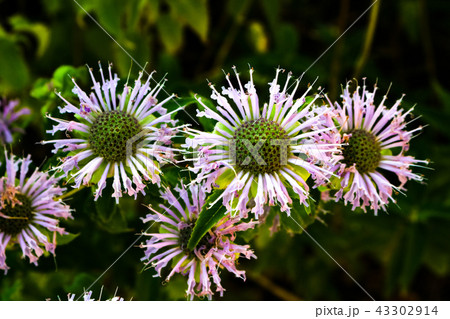 Five purple bee balm blossoms on dark green backgorund Five purple bee balm blossoms on dark green backgorund 43302914