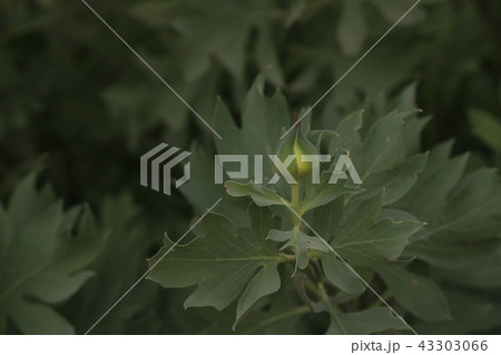 White Matilija poppy bud, a drought tolerant native plant, an outdoor closeup with background of 43303066