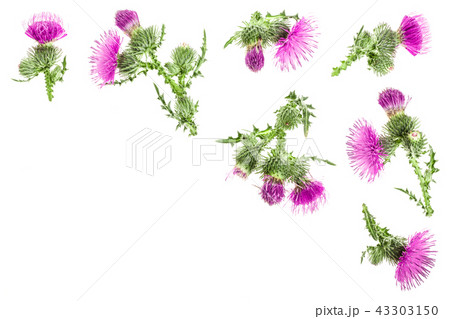 milk thistle flower isolated on white background with copy space for your text. Top view. Flat lay milk thistle flower isolated on white background with copy space for your text. Top view. Flat lay 43303150