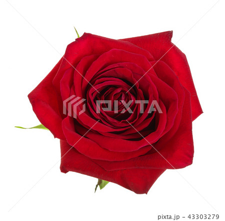 beautiful red rose isolated on white background 43303279