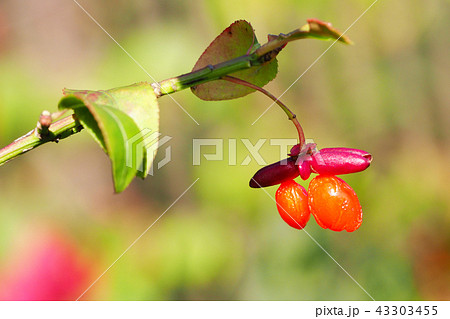 ニシキギの実 43303455