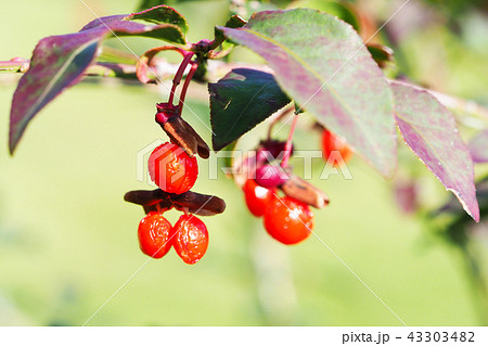ニシキギの実 43303482