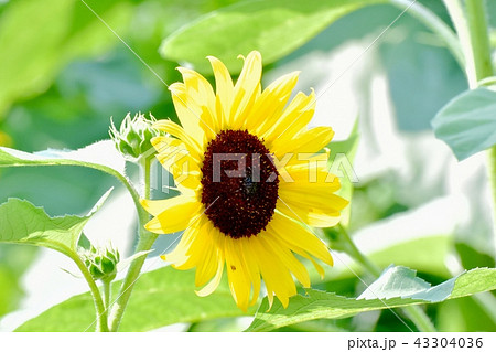 三鷹中原に咲くヒマワリ 三鷹中原に咲くヒマワリ 43304036
