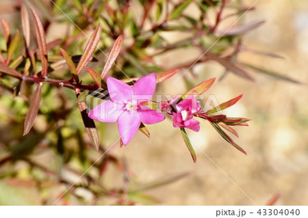 三鷹中原に咲くピンクのクロウエア（サザンクロス） 43304040