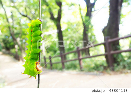 オオミズアオ 幼虫 の写真素材