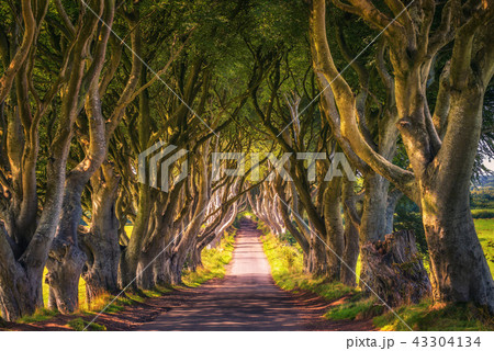 The Dark Hedges in Northern Ireland at sunset 43304134