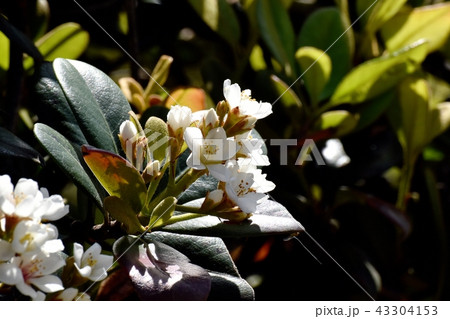 三鷹中原に咲くシャリンバイの花 三鷹中原に咲くシャリンバイの花 43304153