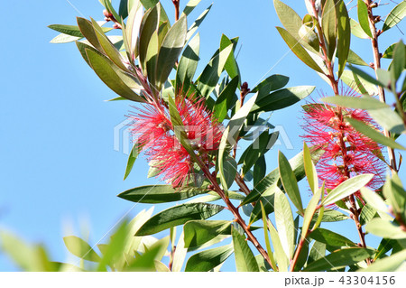 三鷹中原に咲くブラシノキの花 43304156