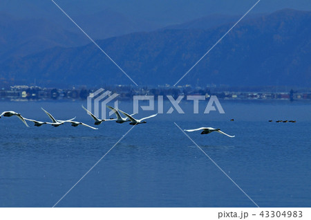 猪苗代湖の白鳥 43304983