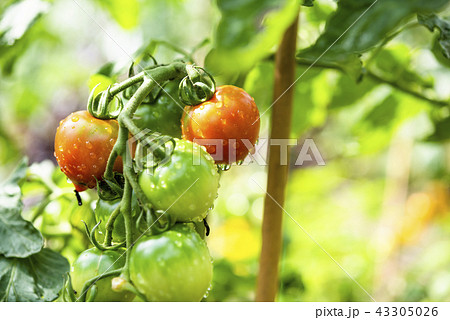 家庭菜園（ミニトマト） 43305026