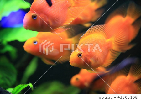 美しいヒレの金魚たちの写真素材