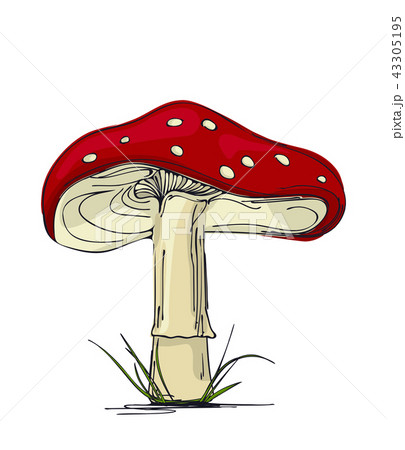 Mushroom Amanita のイラスト素材