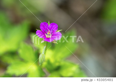 赤いゲンノショウコの花 赤いゲンノショウコの花 43305401
