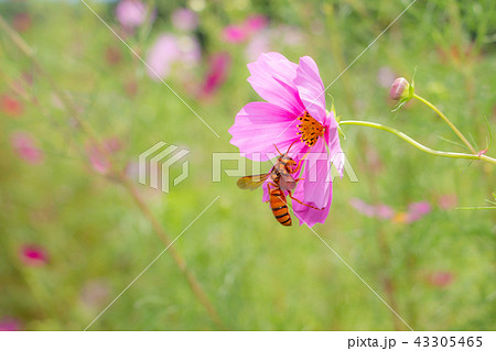 コスモスとスズメバチ　秋桜 43305465