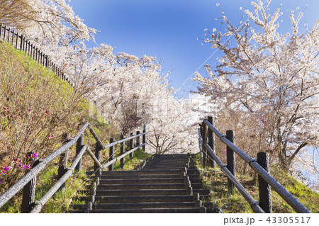 新倉山浅間公園　咲くや姫階段 43305517