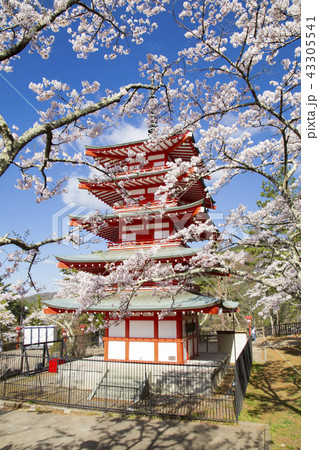 新倉山浅間公園　桜と忠霊塔 43305541