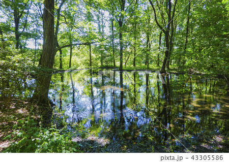 みずすましの池 43305586