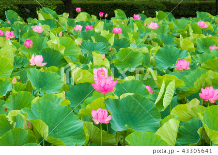 蓮の花 古代蓮の里の風景 蓮の花 古代蓮の里の風景 43305641