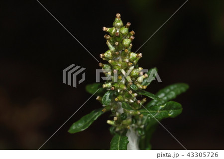 自然　植物　ウラジロチチコグサ、チチコグサは在来ですがこちらは外来種。あちこちにはびこっています 43305726