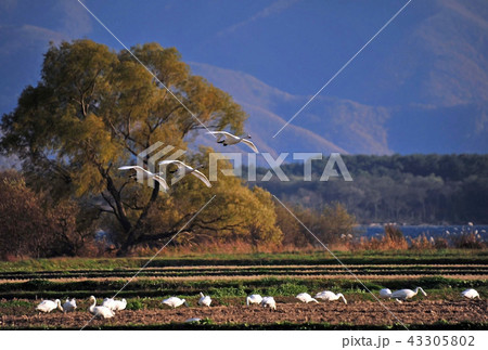 猪苗代湖の白鳥 43305802