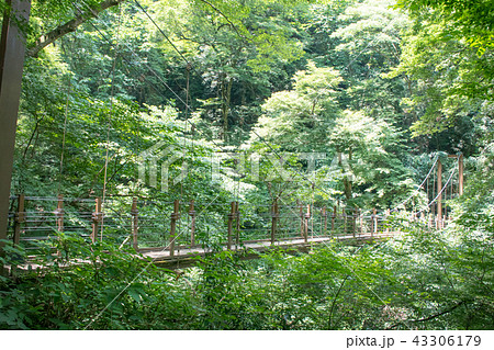 高尾山 四号路(吊り橋コース) みやまばし 高尾山 四号路(吊り橋コース) みやまばし 43306179