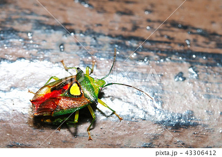 モンキツノカメムシ 43306412