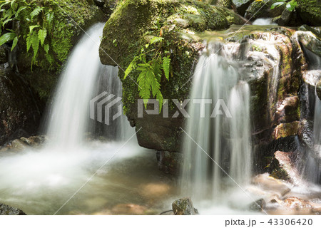 シダの生えた石を伝って落ちる奥十曽渓谷の流れ シダの生えた石を伝って落ちる奥十曽渓谷の流れ 43306420
