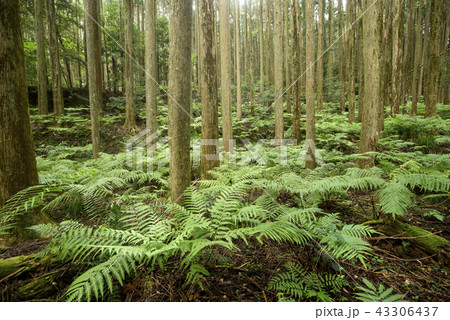 スギ林の下のシダの群落 43306437