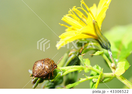 マルカメムシ マルカメムシ 43306522