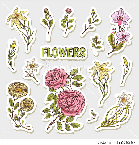 Flowers set of stickers. Wedding botanical garden or plant. Vector illustration. engraved hand drawn 43306567