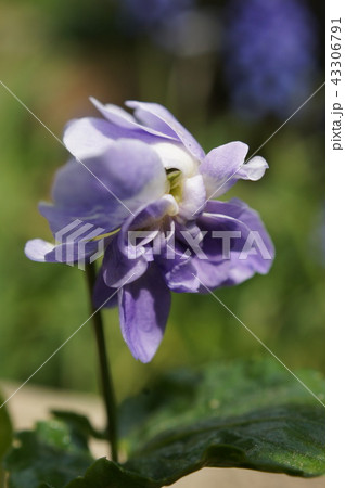 ニオイスミレ(パルマスミレ） 43306791