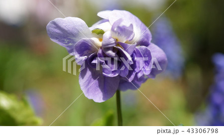 ニオイスミレ(パルマスミレ） 43306798