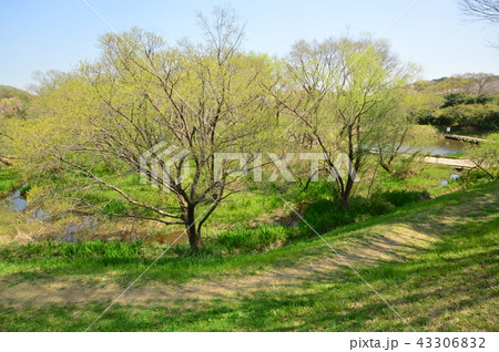 金山緑地公園の春は 清瀬市 金山緑地公園の春は 清瀬市 43306832