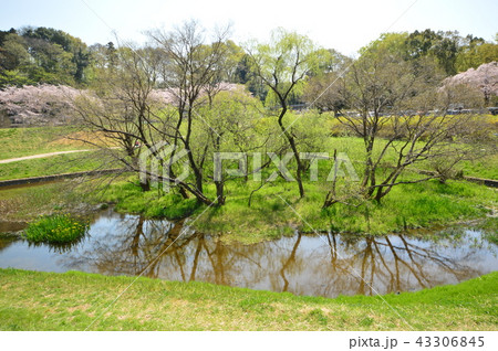 金山緑地公園の春は 清瀬市 金山緑地公園の春は 清瀬市 43306845