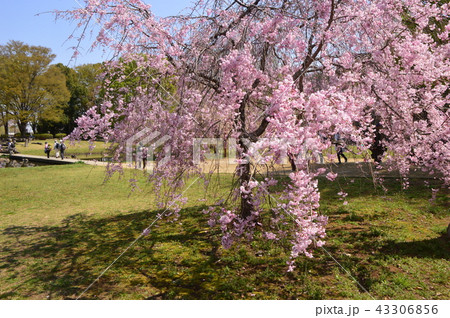金山緑地公園の春は　清瀬市 43306856